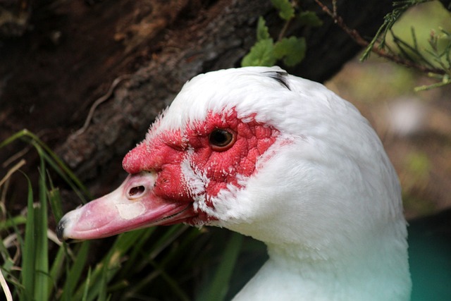 可能会成为 可能会成为